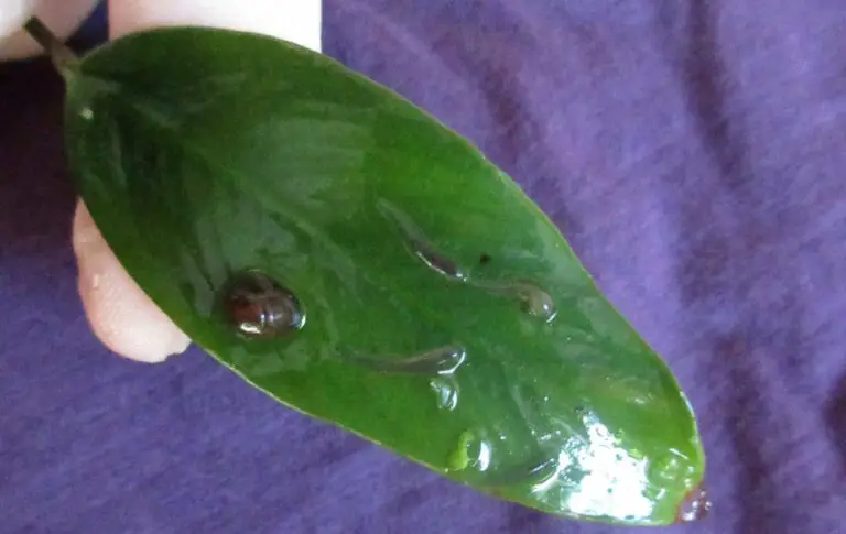 How to Get Rid of Leeches in Aquarium? (12 Tips for Solution)