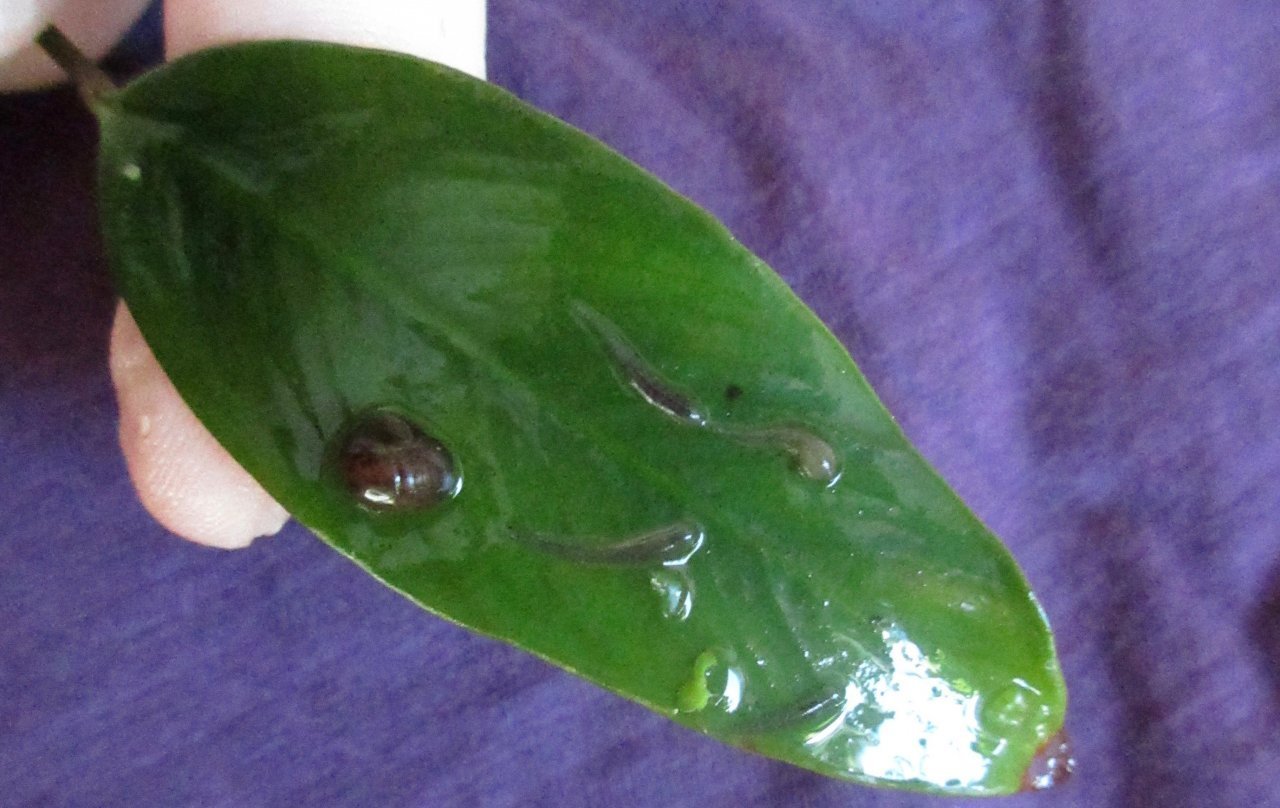 https://aquariumia.com/page/69/