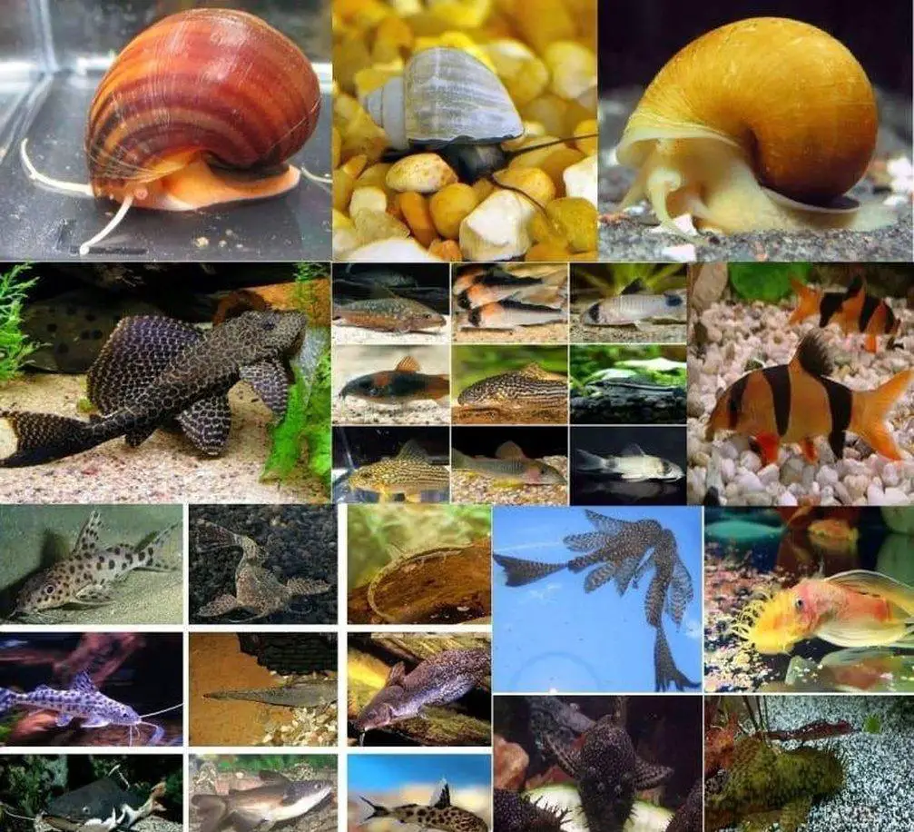 https://aquariumia.com/page/19/