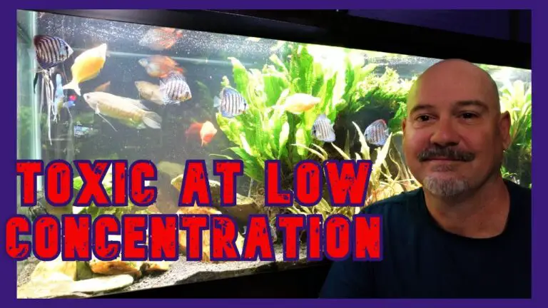 Can Too Much Aquarium Salt Kill Fish?