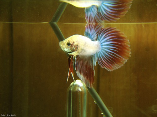 https://aquariumia.com/symptoms-of-too-much-salt-in-aquarium/