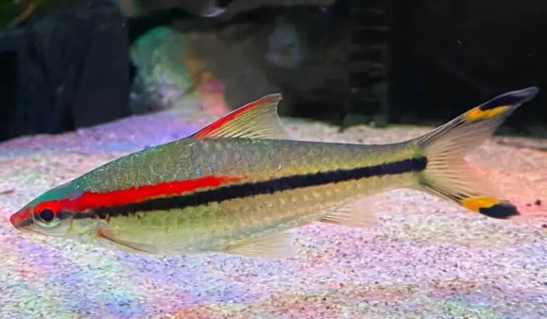 How Big Do Roseline Sharks Get?