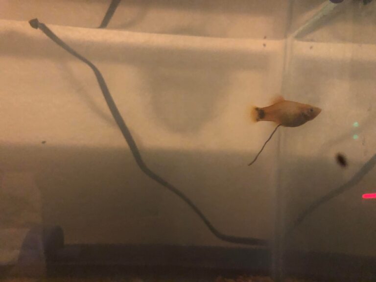 Brown Stringy Fish Poop