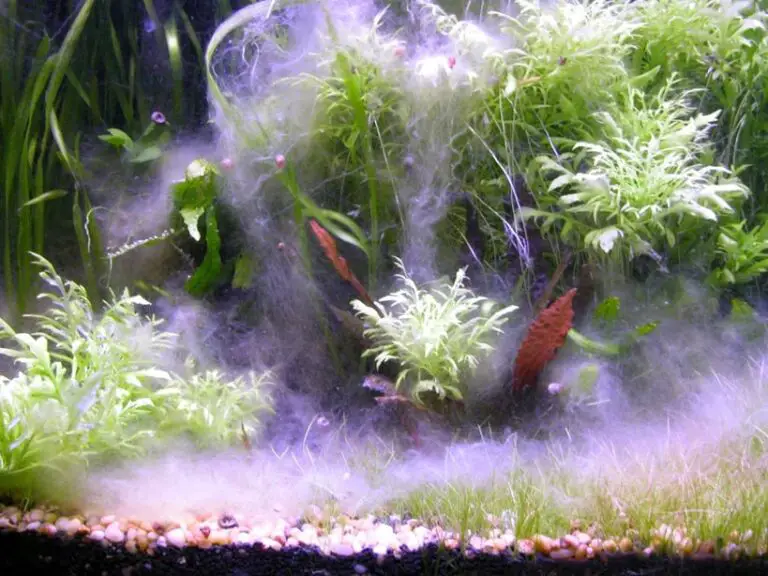 How to Get Rid of White Fungus on Aquarium Plants?