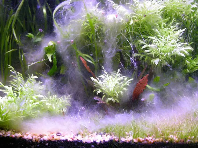 https://aquariumia.com/how-to-get-rid-of-white-fungus-on-aquarium-plants/