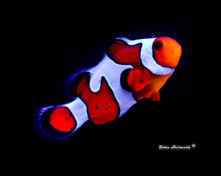 Black Spots on Clownfish