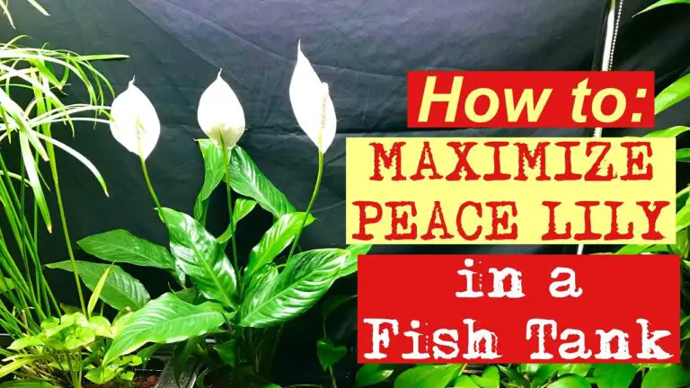 How to Plant Peace Lily in Aquarium?