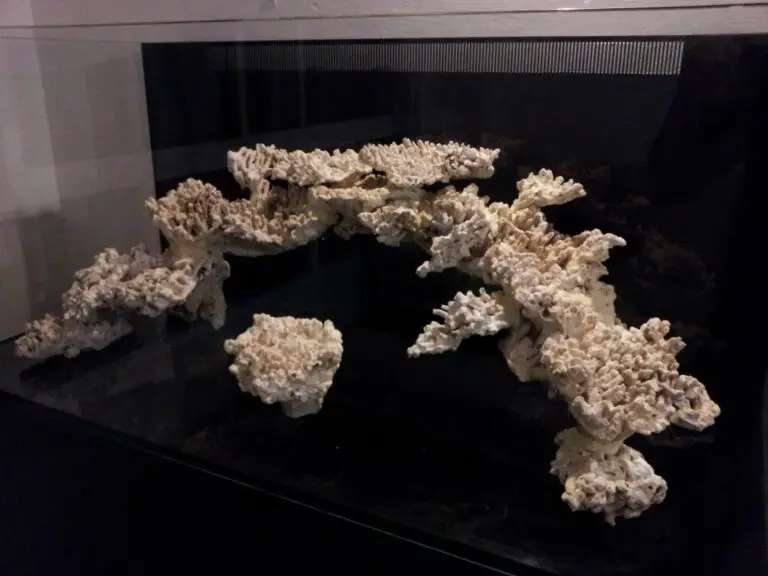 How To Glue Reef Rock Together? Aquariumia