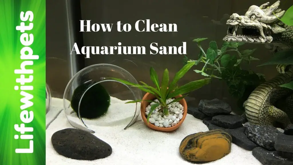 How to Clean Aquarium Sand? (12 Things to Know) Aquariumia