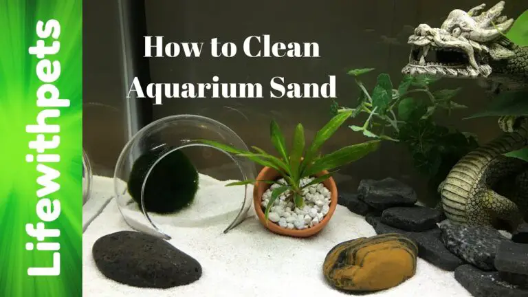 How to Clean Aquarium Sand? (12 Things to Know)