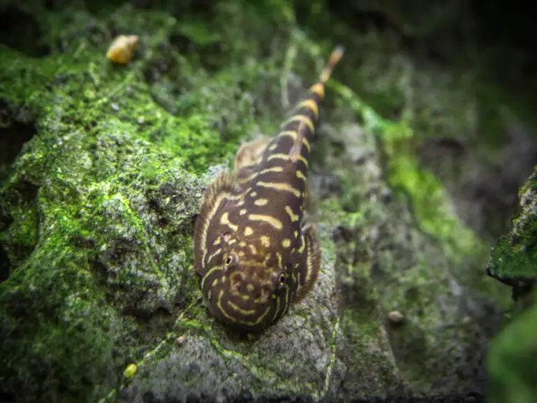 Striped Borneo Loach