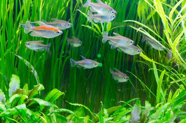 How Many Congo Tetras Should Be Kept Together?