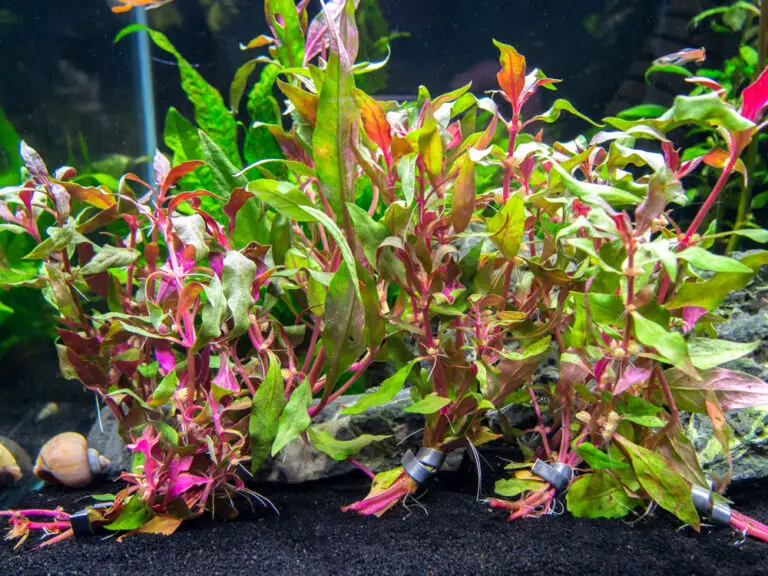 Scarlet Temple Aquarium Plant Care