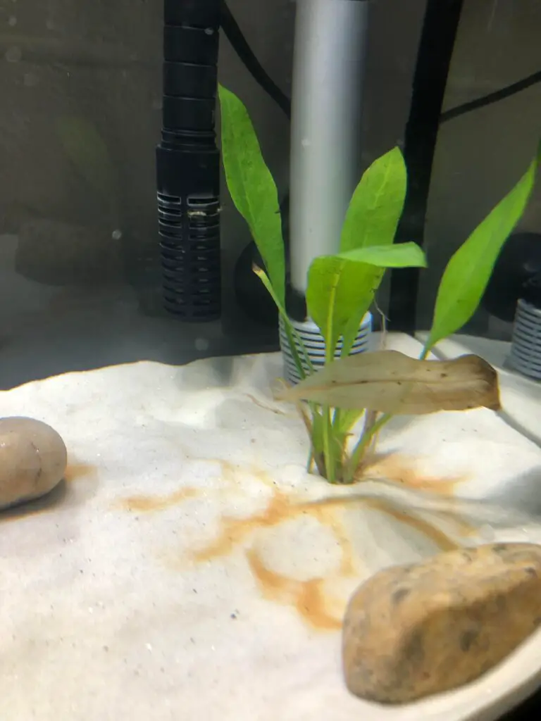 Can Java Fern Grow in Sand?