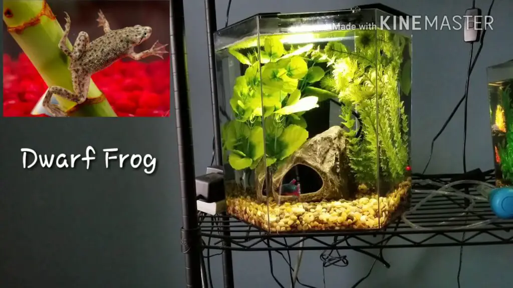 Betta Tank Mates 5 Gallon Aquariumia