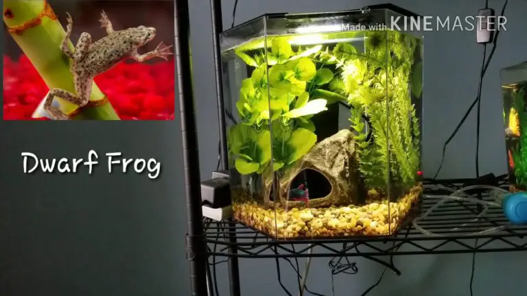 Betta Tank Mates 5 Gallon