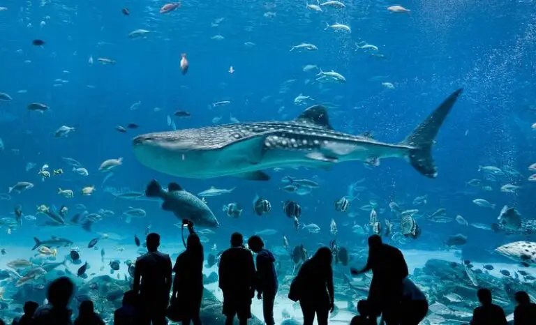 Is Atlanta Aquarium the Largest in the World?