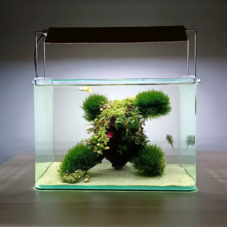 Is API Leaf Zone Safe for Shrimp?