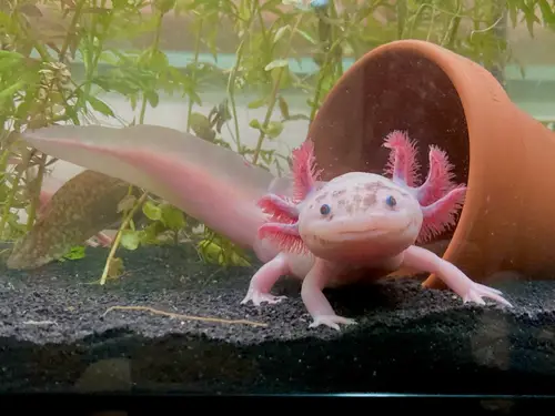 https://aquariumia.com/axolotl-tank-mates/