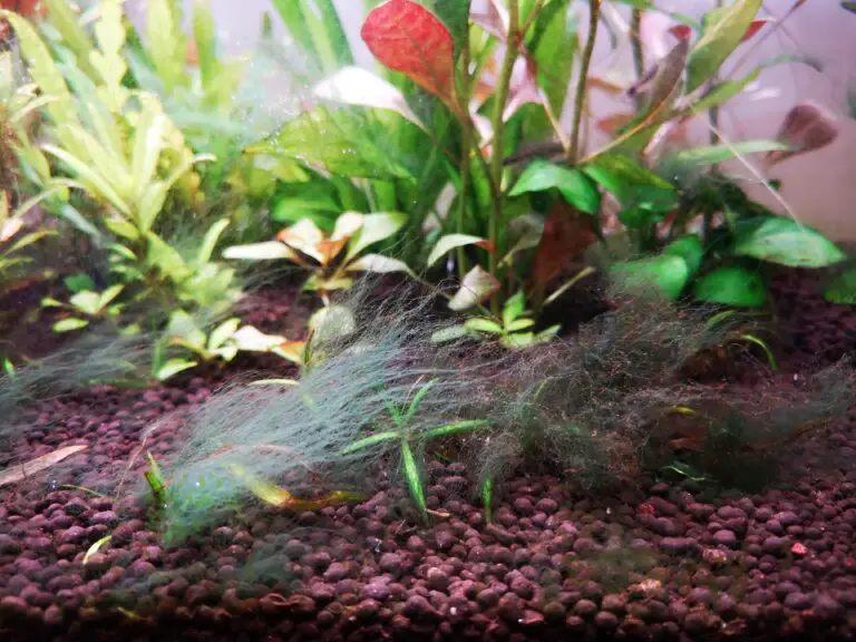 Do Otocinclus Eat Hair Algae?
