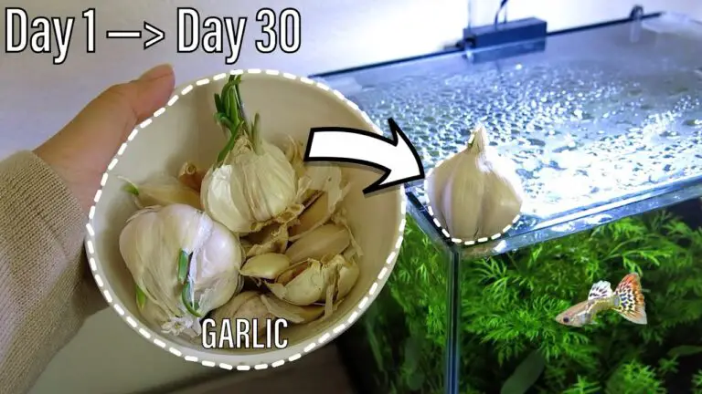 How to Use Garlic in Fish Tank?