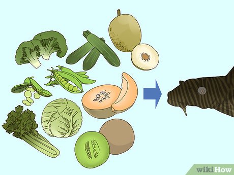 https://aquariumia.com/what-vegetables-can-plecos-eat/