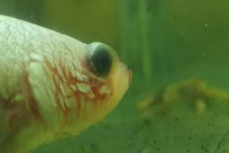 How to Treat Popeye in Fish?