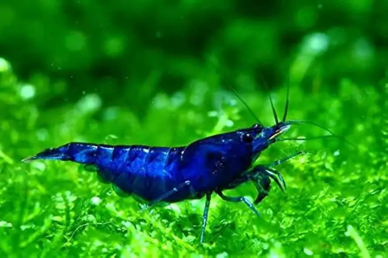 Blue Dream Neocaridina Freshwater Aquarium Shrimps