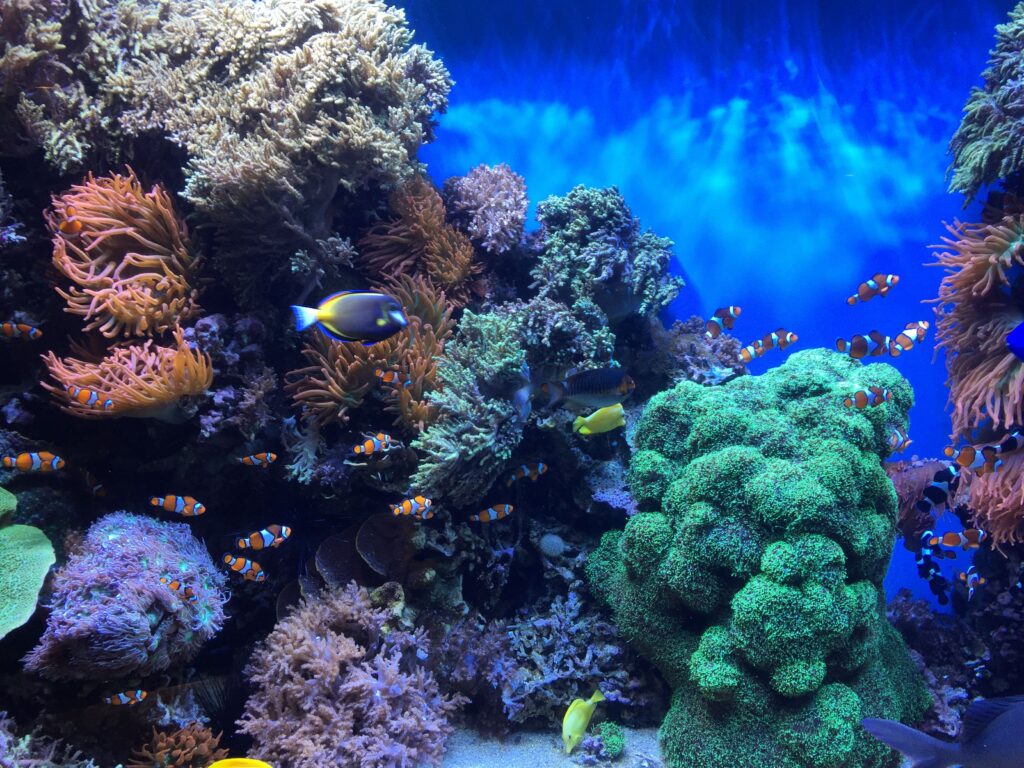 Is a Saltwater Aquarium Hard to Maintain? Aquariumia