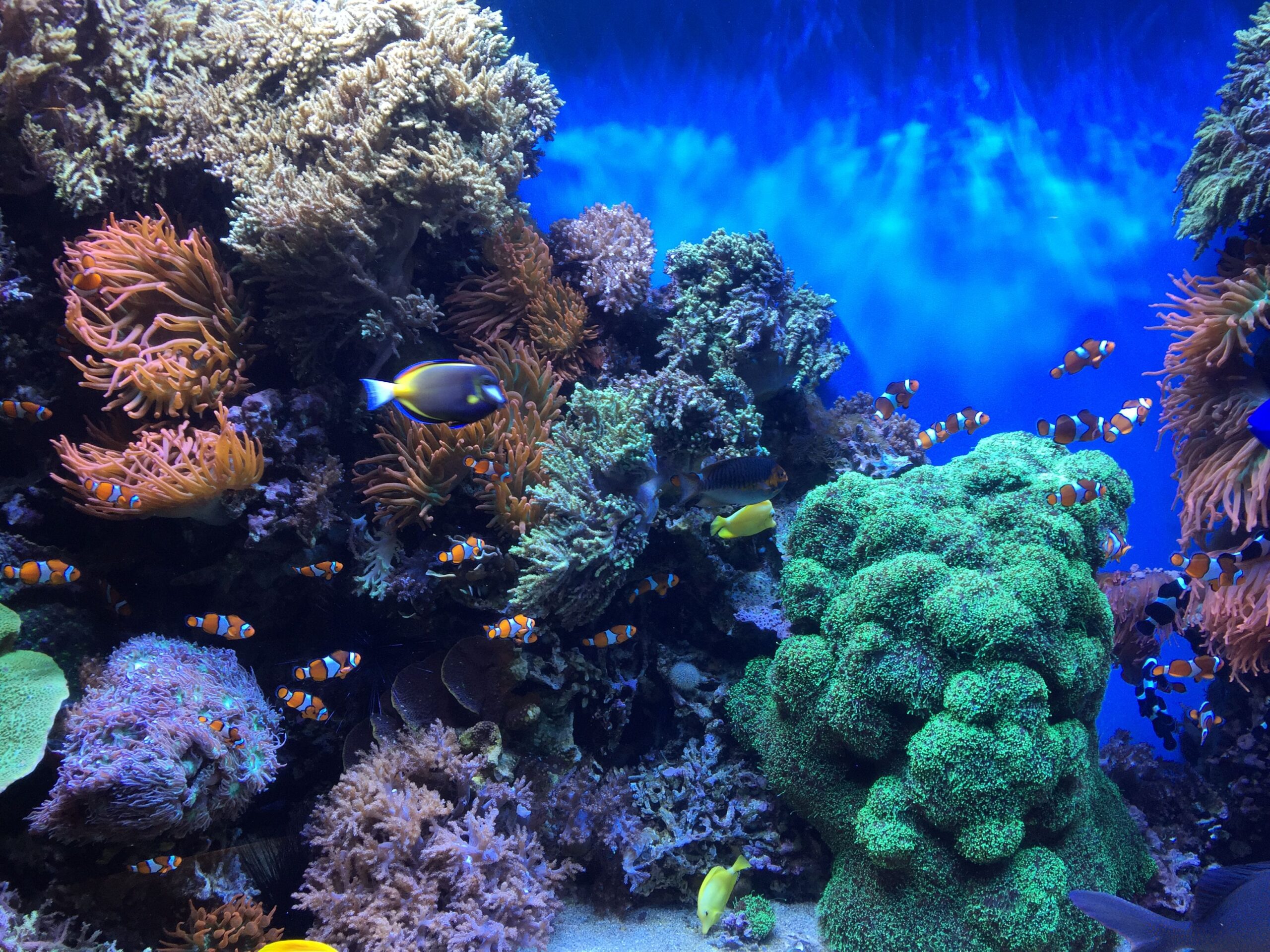https://aquariumia.com/blog/page/16/