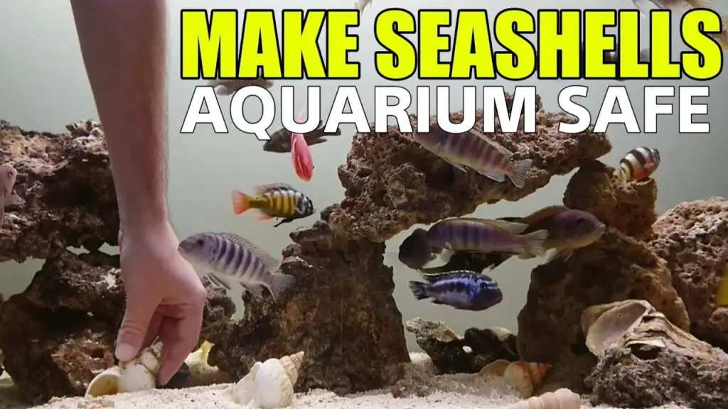 How to Clean Seashells for Freshwater Aquarium? Aquariumia