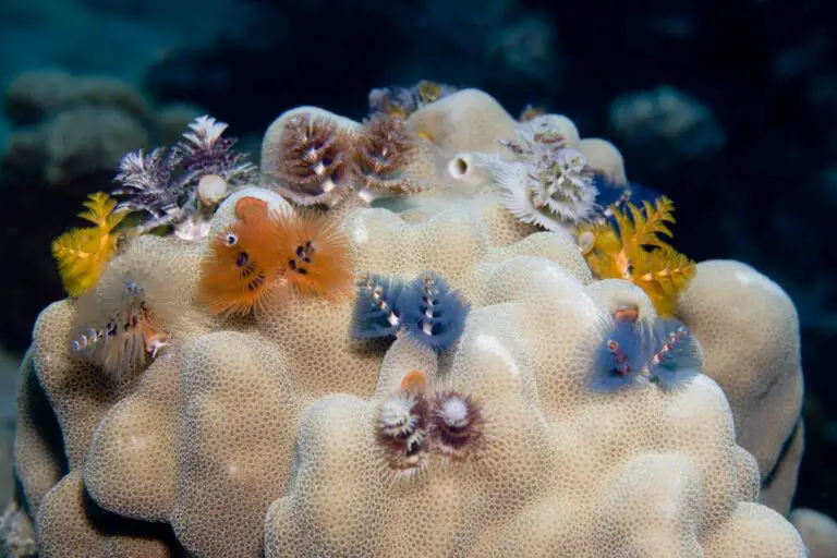 Tube Worms in Reef Tank
