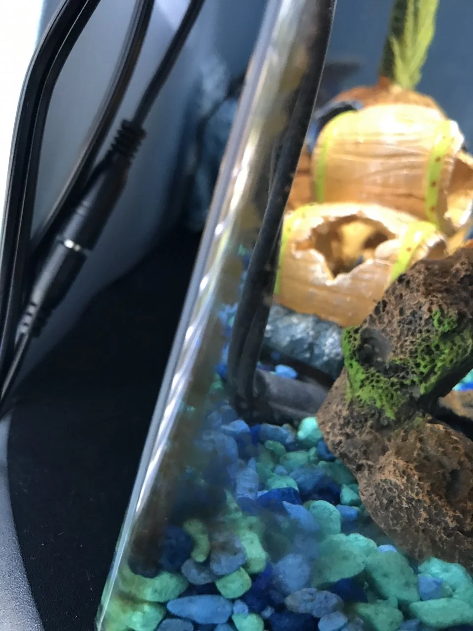 Why Does My Fish Tank Get Dirty So Fast? Aquariumia