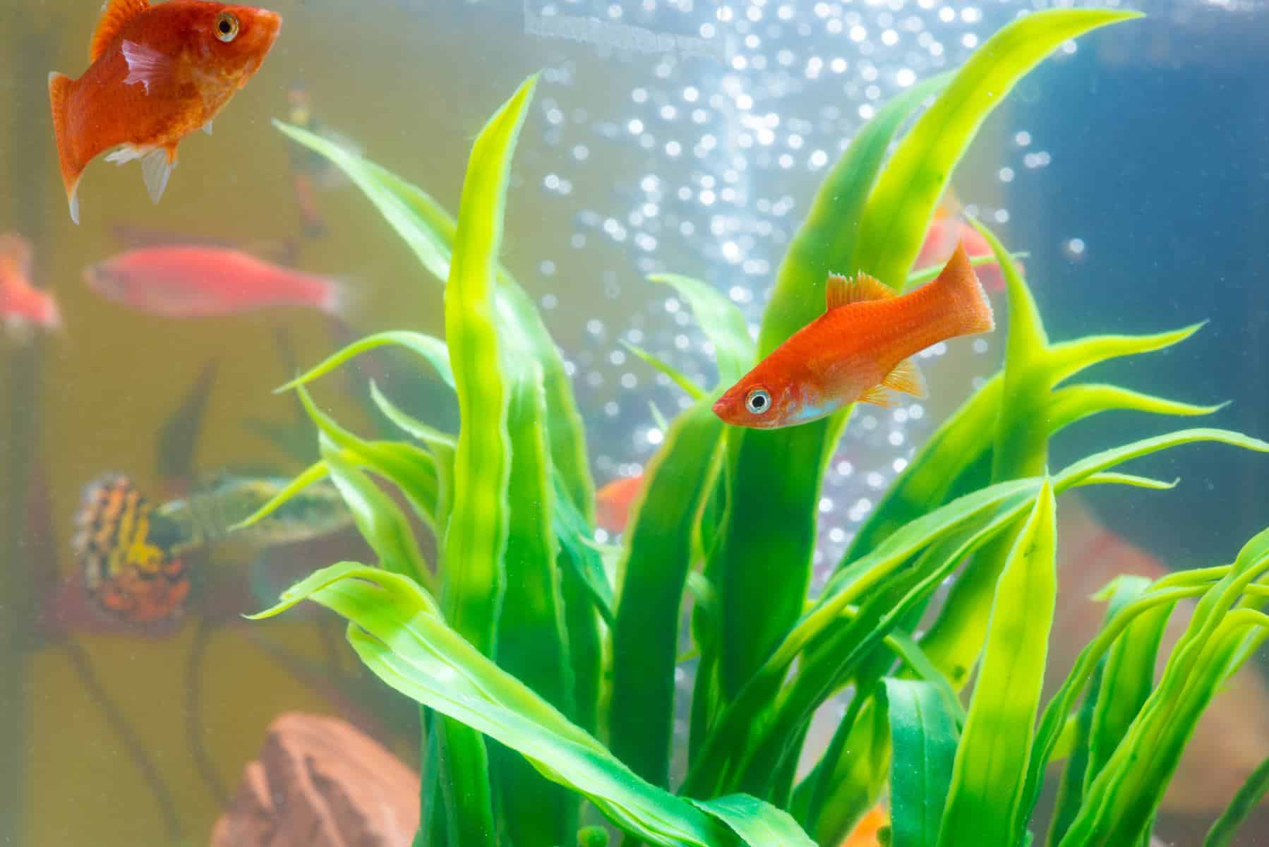 https://aquariumia.com/how-to-remove-ammonia-from-fish-tank/