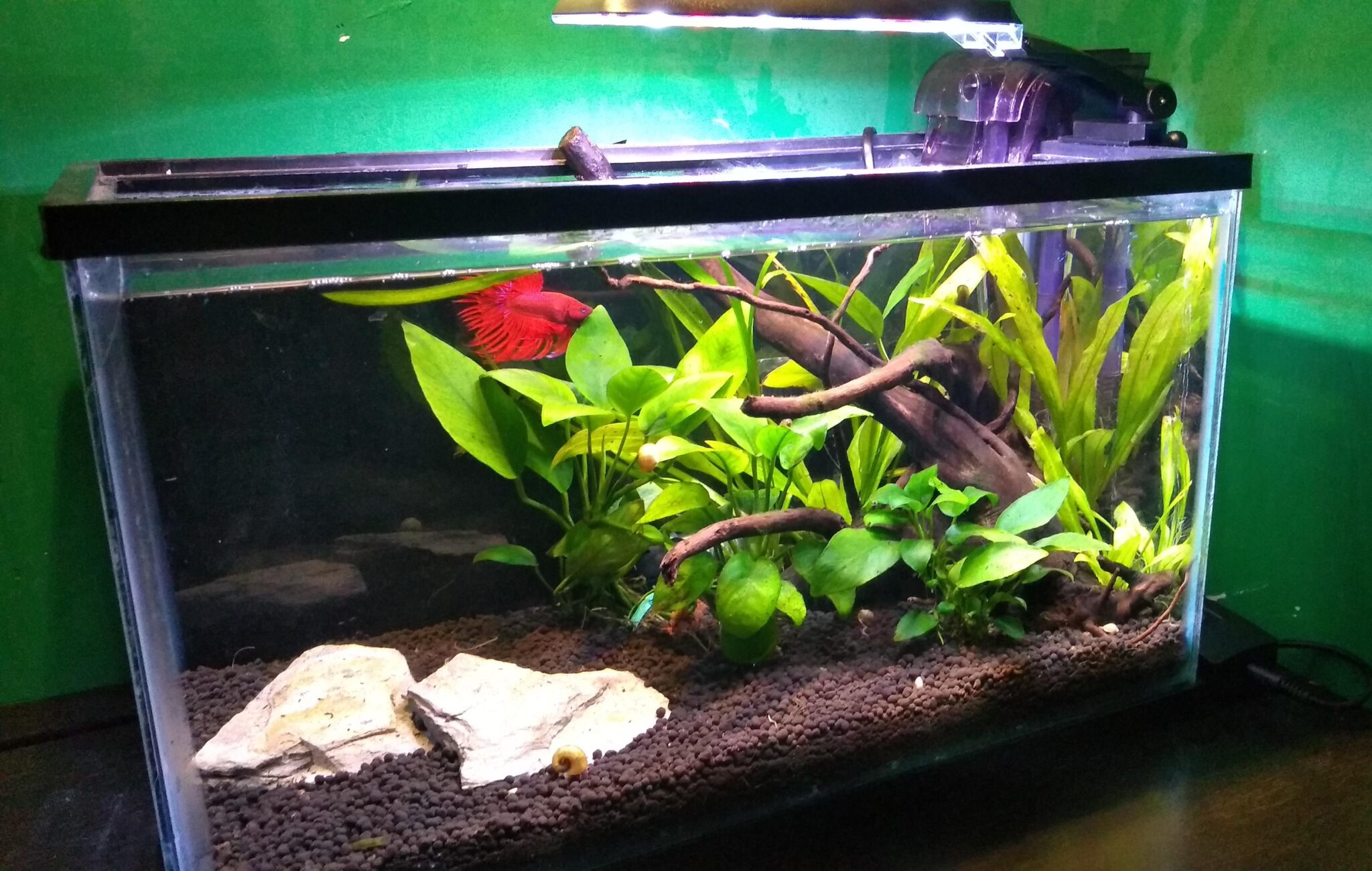 How Many Otocinclus In 5 Gallon Tank? - Aquariumia