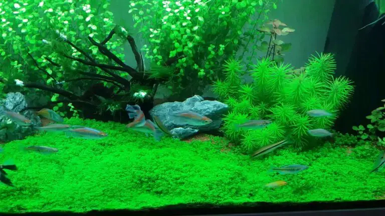 How to Remineralize RO Water for Freshwater Aquarium?