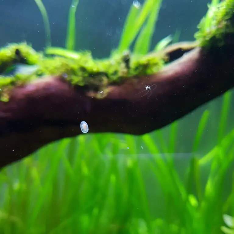 How to Get Rid of Copepods in Freshwater Aquarium?
