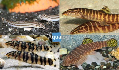 https://aquariumia.com/blog/page/10/