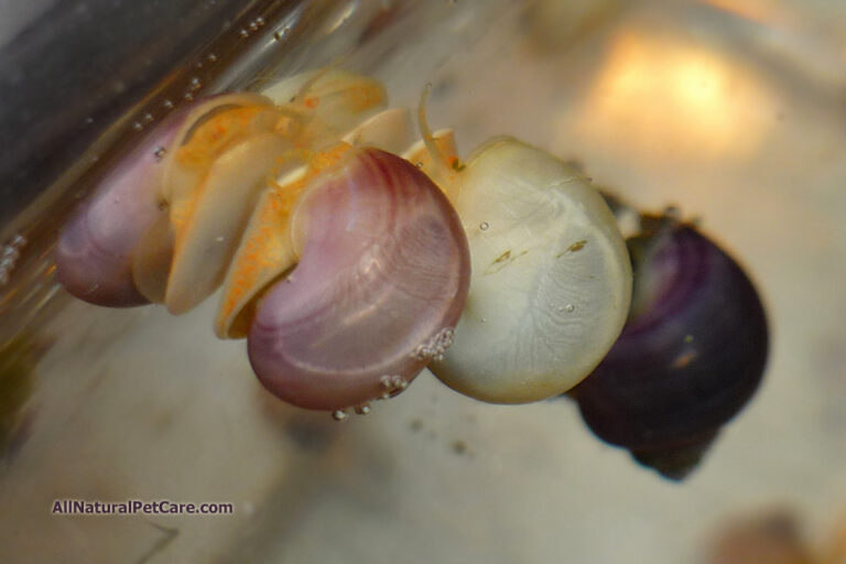 How to Take Care of Mystery Snail Eggs?