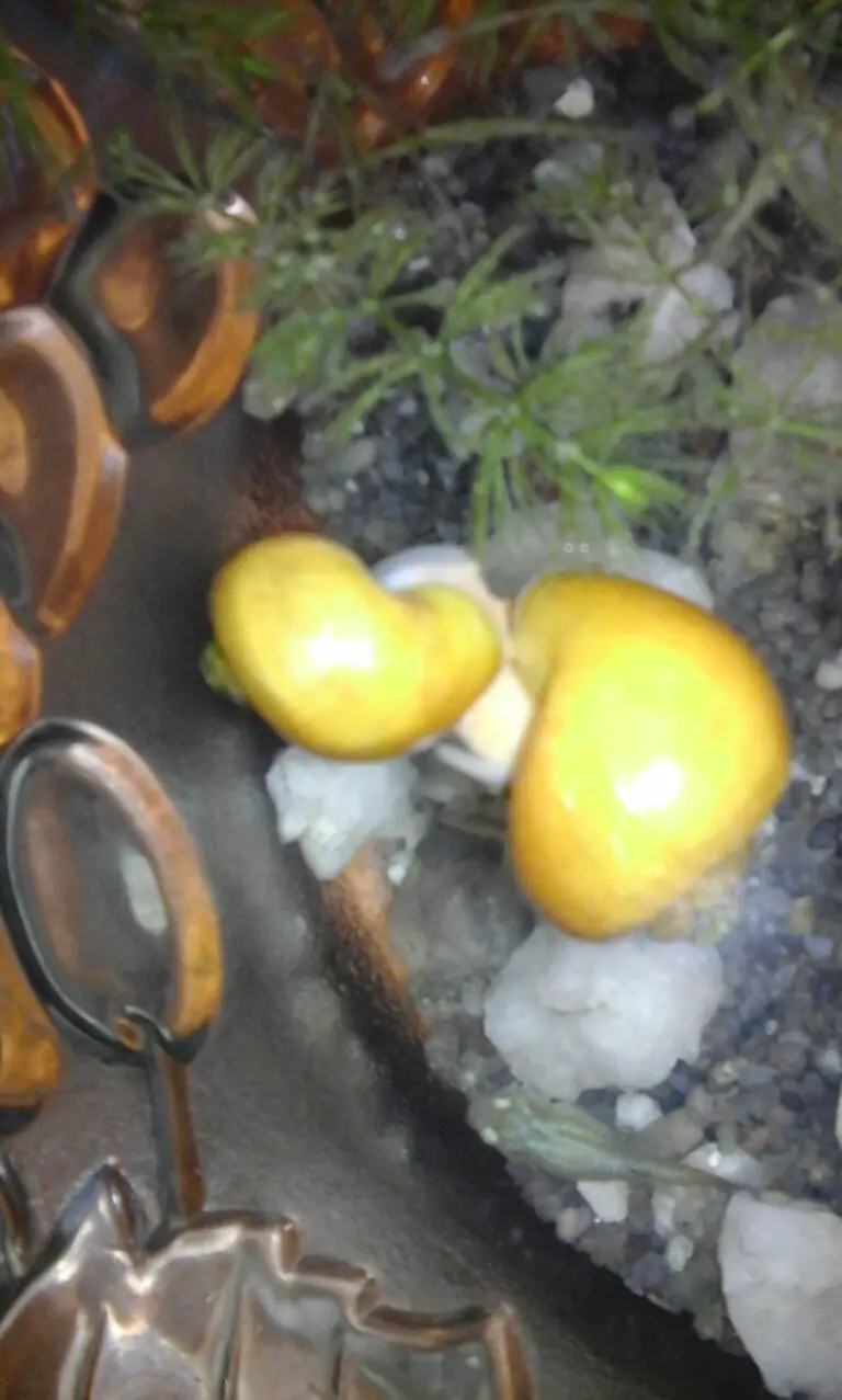 Snails Died After Water Change