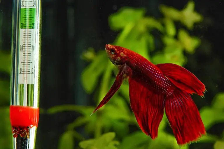 How Long Do Aquarium Heaters Last?