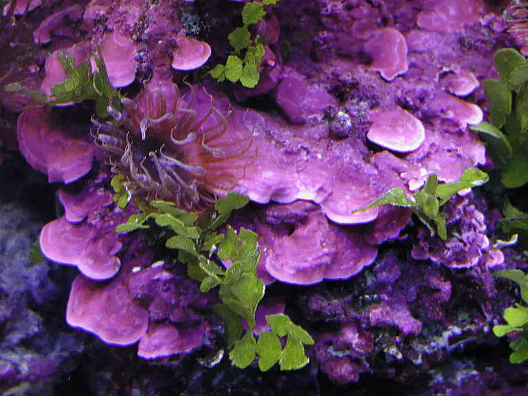 Is Coralline Algae Good?