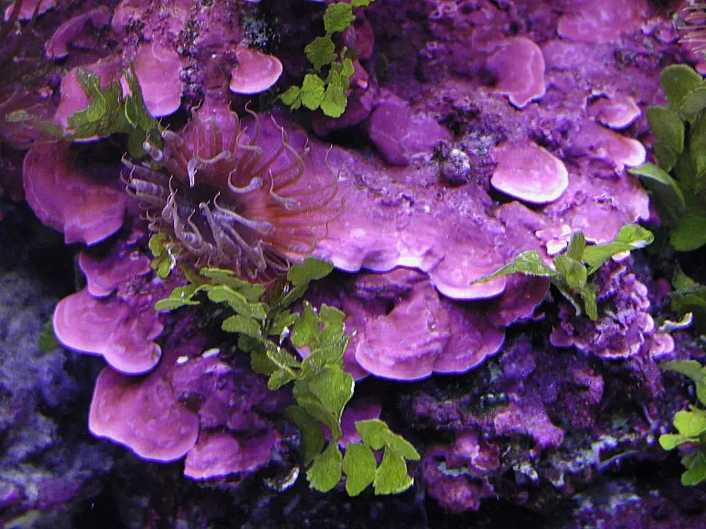 https://aquariumia.com/is-coralline-algae-good/