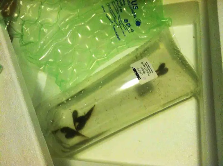 https://aquariumia.com/what-is-the-best-aquarium-set-up-for-bullfrog-tadpoles/