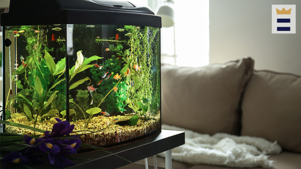 Aquarium Size Calculator: How To Determine The Right Tank Size For Your ... - Goldfish Tank Space Needed Calculator