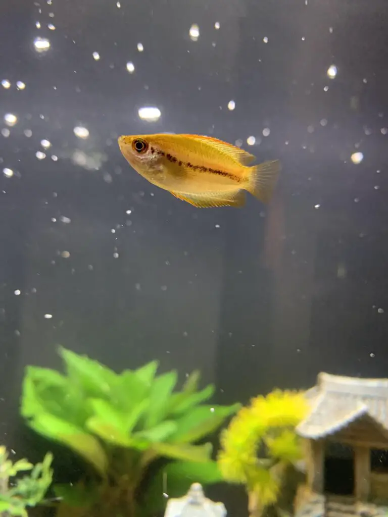 The Ultimate Guide to Caring for Your Honey Gourami Black Stripe