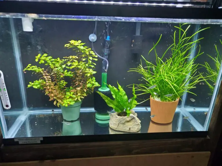 Can You Leave Aquarium Plants in Pots?