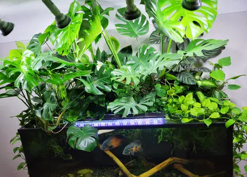 https://aquariumia.com/aquarium-plants-that-grow-out-of-water/