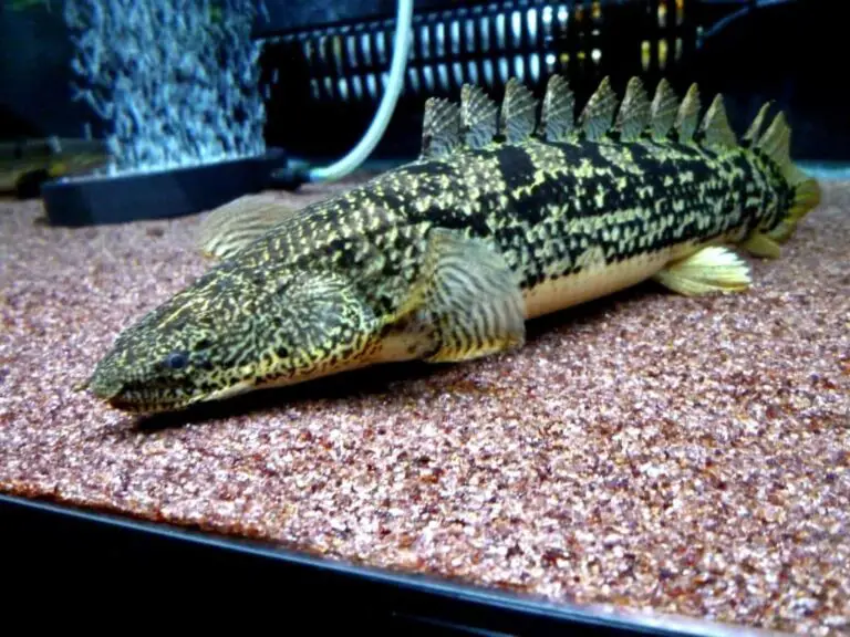 Bichir Tank Mates
