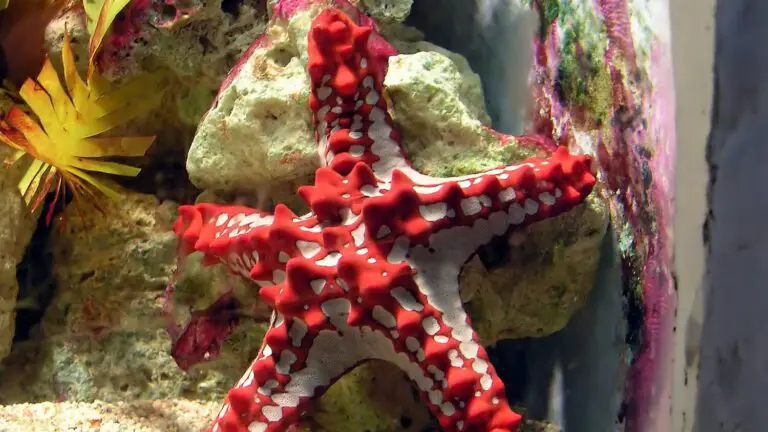 What Do Starfish Eat in Captivity?